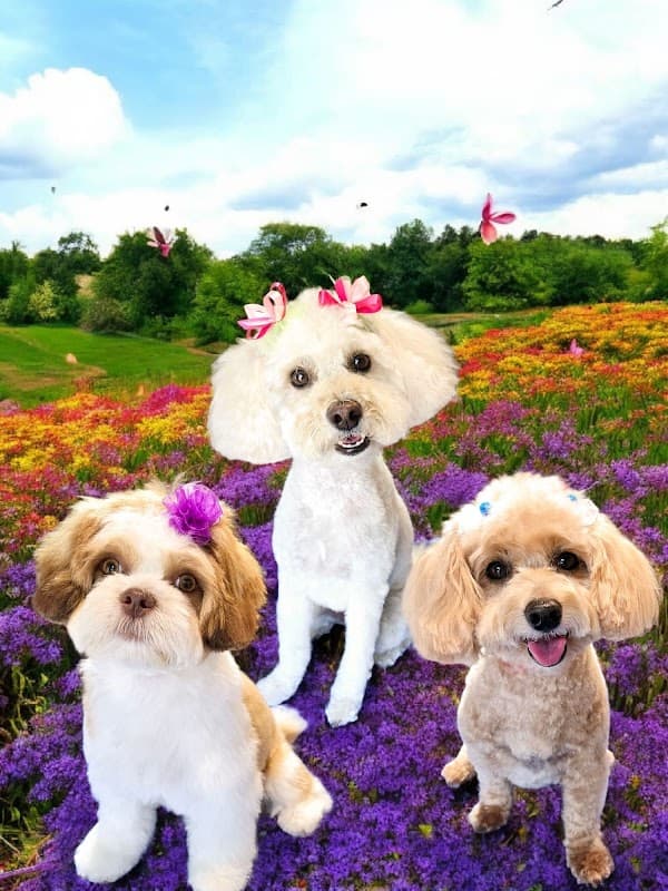 A Dog's Best Friend - General Pest Control in Pearland