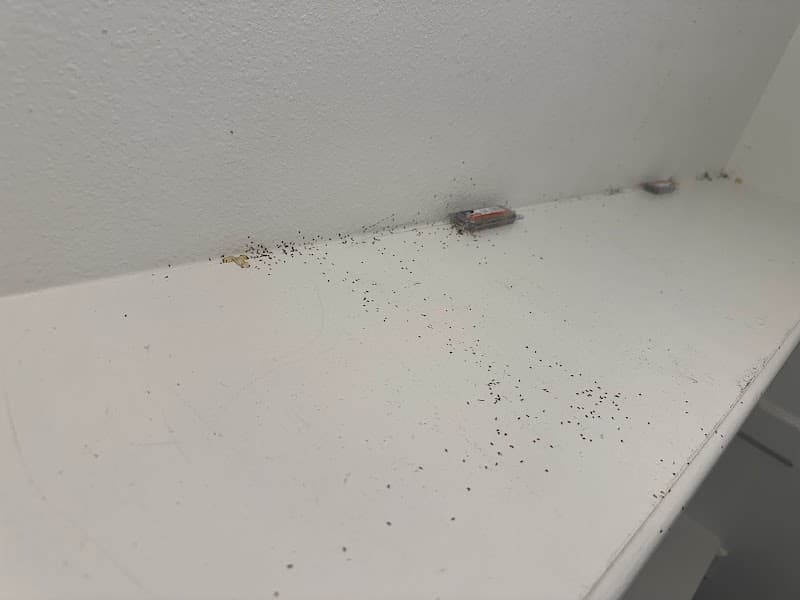 Acme All Pest Exterminators - General Pest Control in Baytown