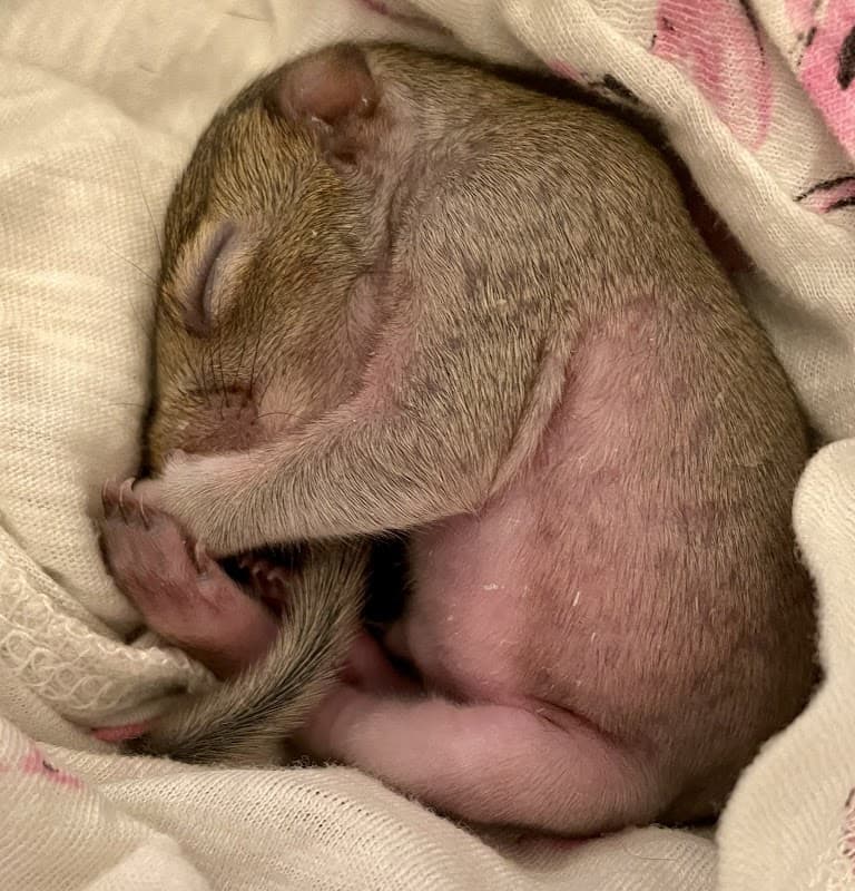 ALOHA WILDLIFE SANCTUARY - Wildlife Removal in La Marque