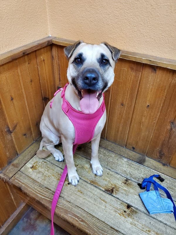 Animal Hospital Of Humble - Wildlife Removal in Humble