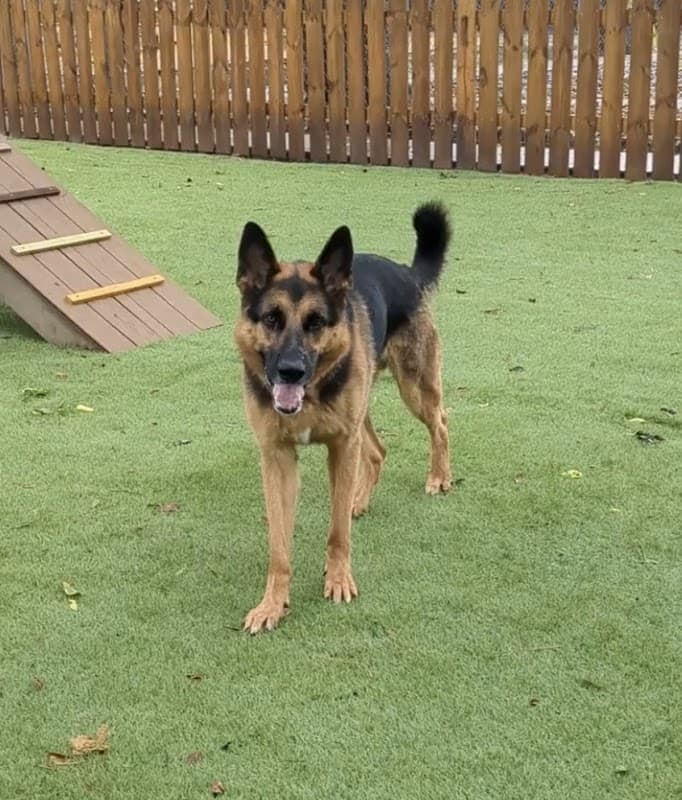 Barks & Wildlife Retreat - Wildlife Removal in Spring