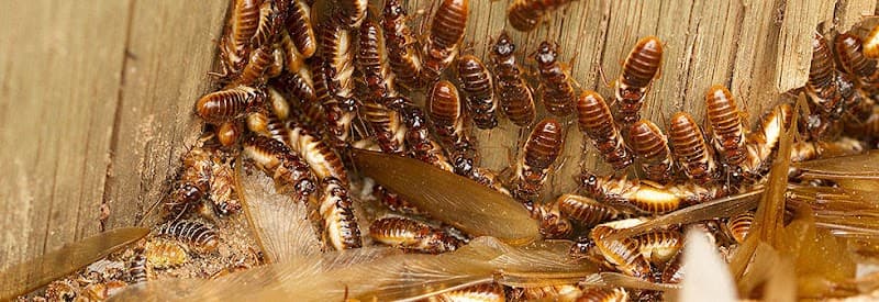 Bugwacker Termite & Pest Control - Termite Control in Santa Fe