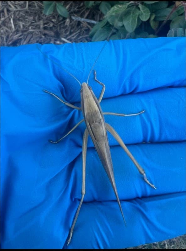 Bulls-Eye Pest & Termite Control, Inc. - Termite Control in Sugar Land