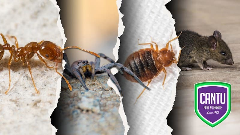 Cantu Pest & Termite - Termite Control in Cypress