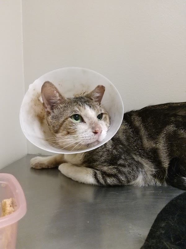 Cypresswood Animal Clinic - Wildlife Removal in Spring