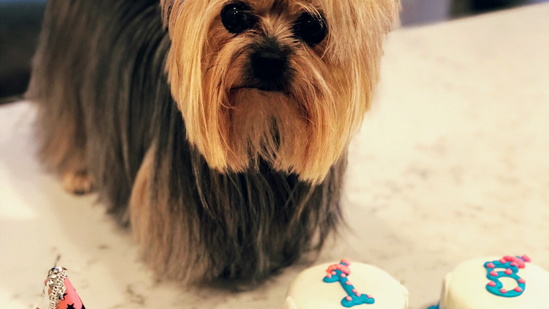 Demi's Dog House - General Pest Control in Houston