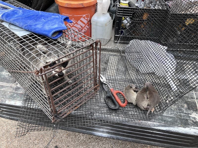 Elite Wildlife Services - Rodent Control in Houston