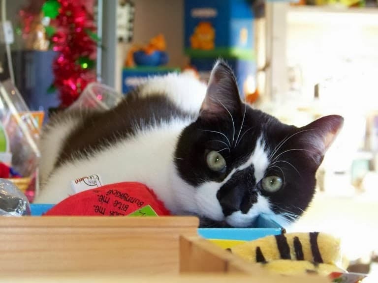 Fat Cat Flats - General Pest Control in Houston