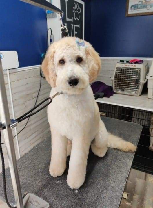 Grooms By Erin - General Pest Control in Katy