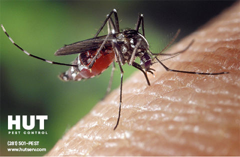 HUT Pest Control - Commercial Pest Control in Cypress