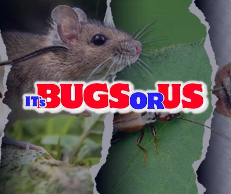 It's Bugs Or Us Pest Control - Magnolia-Spring - Bed Bug Treatment in Houston