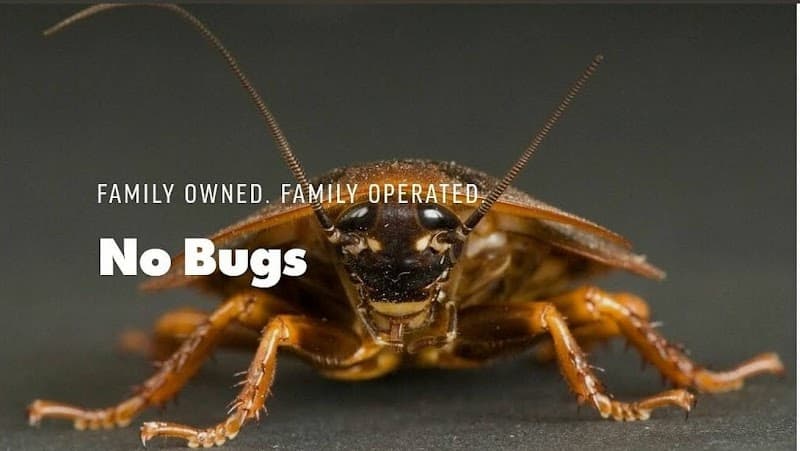 No Bugs - Termite Control in Spring