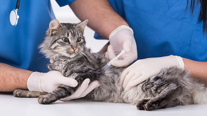 Northshore Animal Hospital, Inc. - Wildlife Removal in Houston