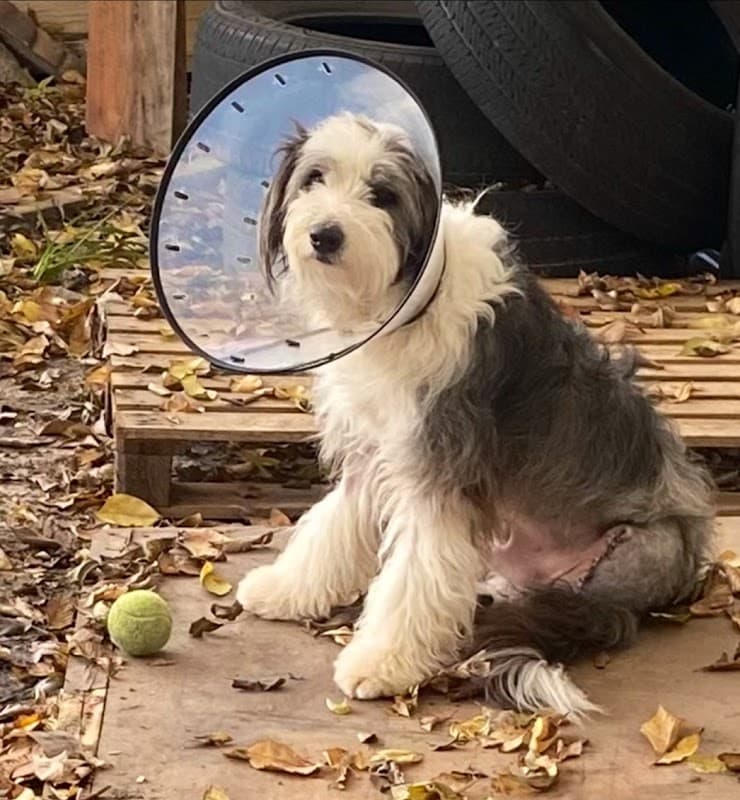 Palm to Paws - General Pest Control in Houston