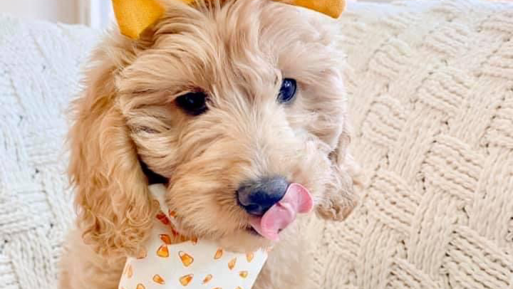 Pawllywood Pet Spa - General Pest Control in Stafford