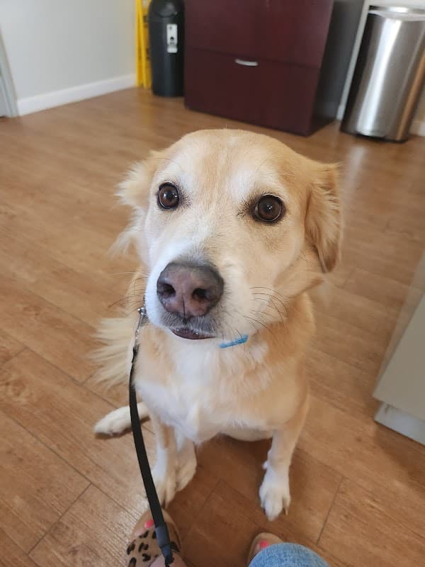 Pearland Animal Resource Center - Wildlife Removal in Pearland