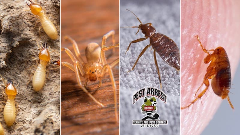 Pest Arrest LLC. - General Pest Control in Spring