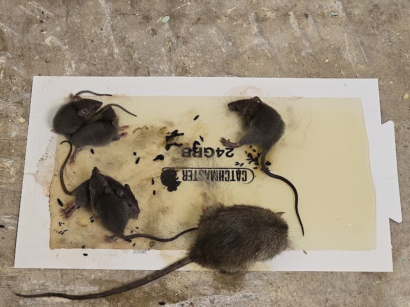 P.E.S.T. Control Co. - General Pest Control in Houston