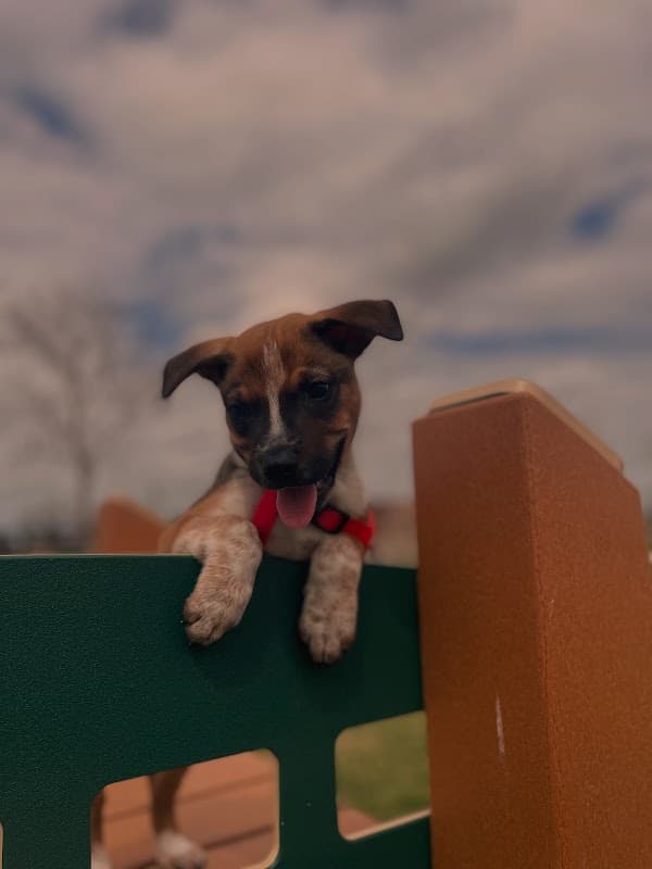 Pet Adoption Center by Lifeline of Galveston County - General Pest Control in Webster