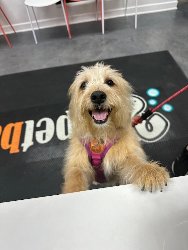 Petbar Boutique - The Heights - General Pest Control in Houston