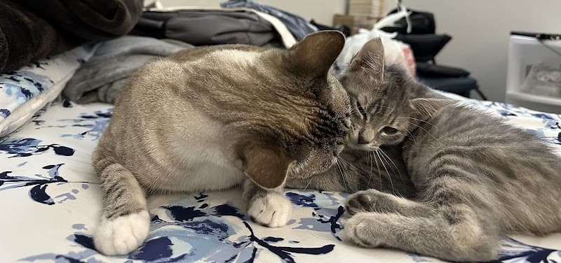 Ponderosa Animal Clinic - Wildlife Removal in Houston