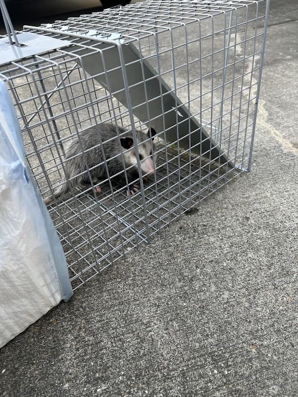 Safe Space Pest Services - General Pest Control in Houston