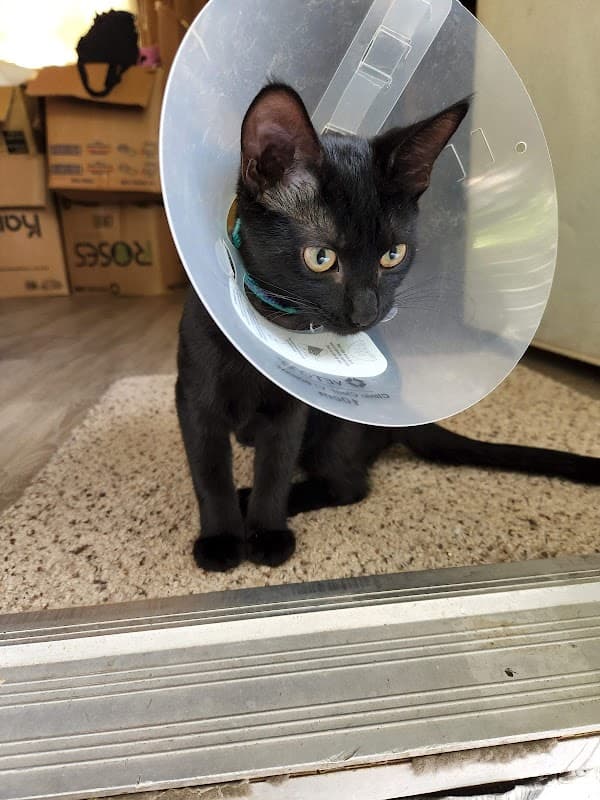 SNAP Spay-Neuter & Animal Wellness Clinic - Wildlife Removal in Houston