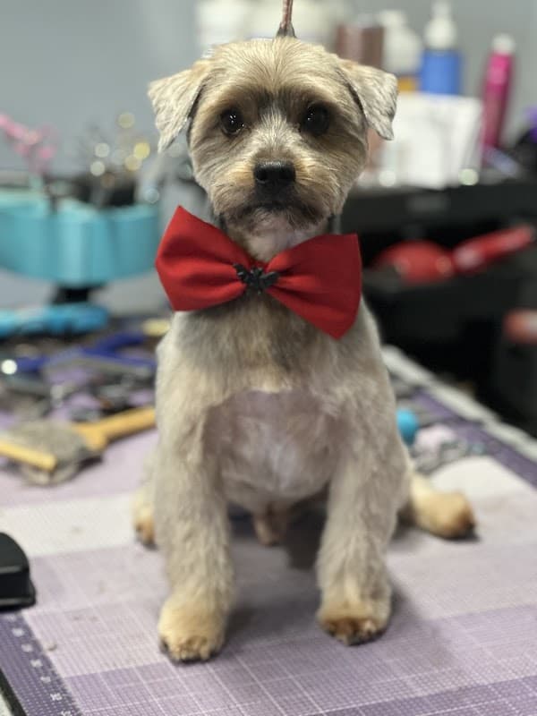 Snuffy's Grooming & Boarding Boutique - General Pest Control in Pasadena