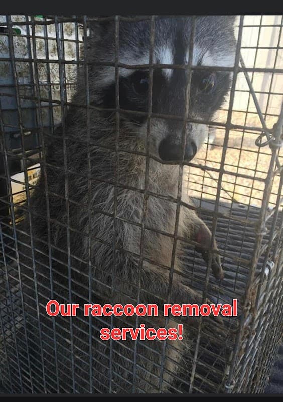 Texas Pest & Wildlife - Wildlife Removal in Spring