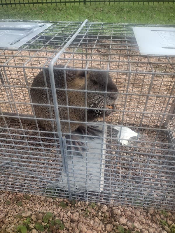 Tobys Wildlife Management & Pest Control - Wildlife Removal in Katy