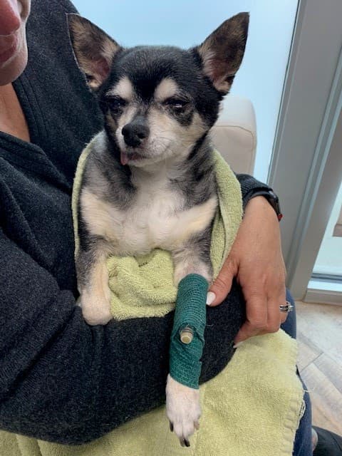 True Companion Veterinary Care - General Pest Control in Cypress