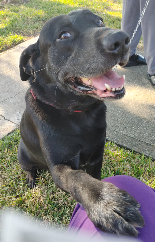 VCA Animal Emergency Hospital Southeast Calder Road - Wildlife Removal in League City