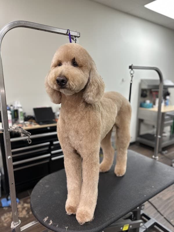 Wag One Pet Styling - General Pest Control in Katy