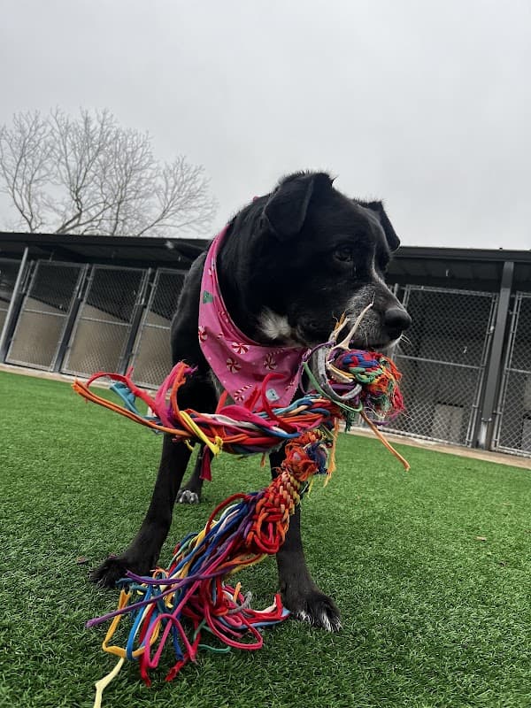 Wet Nose Lodge & Spa - General Pest Control in Humble