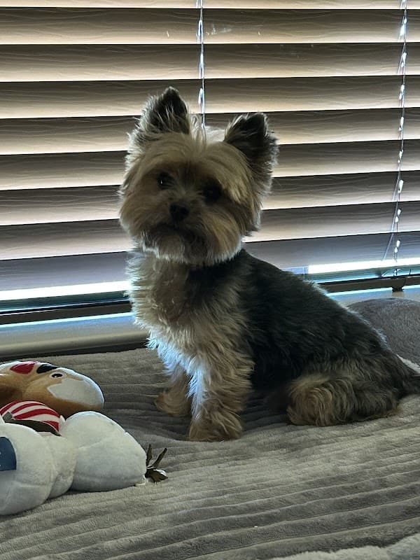 Woof Gang Bakery & Grooming Fairfield - General Pest Control in Cypress