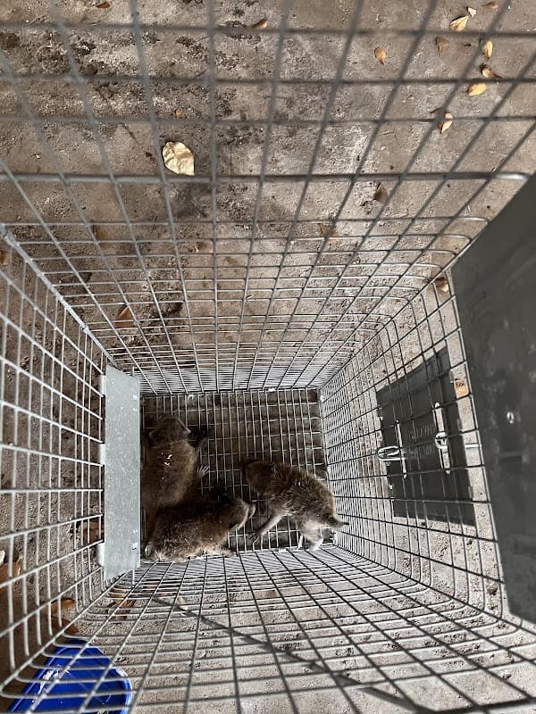 Workman's Pest Control - General Pest Control in Magnolia