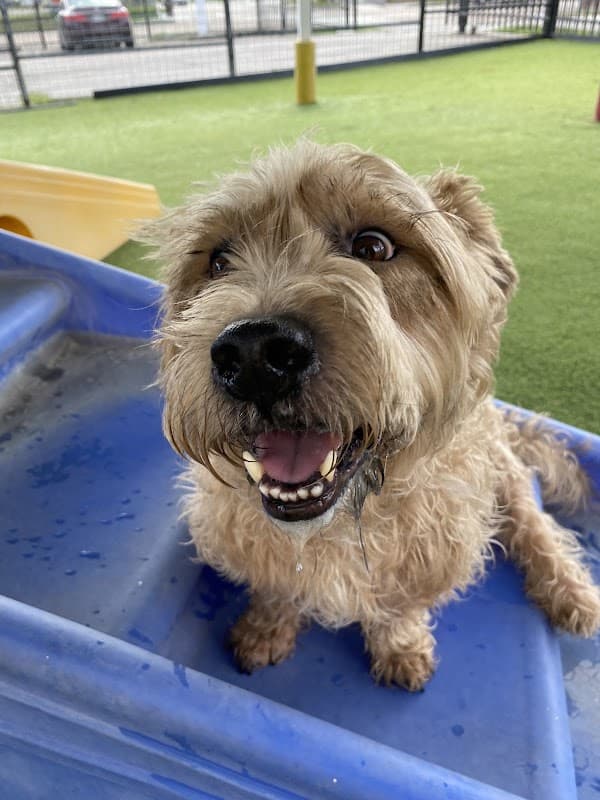 Yuppie Dog - General Pest Control in Houston