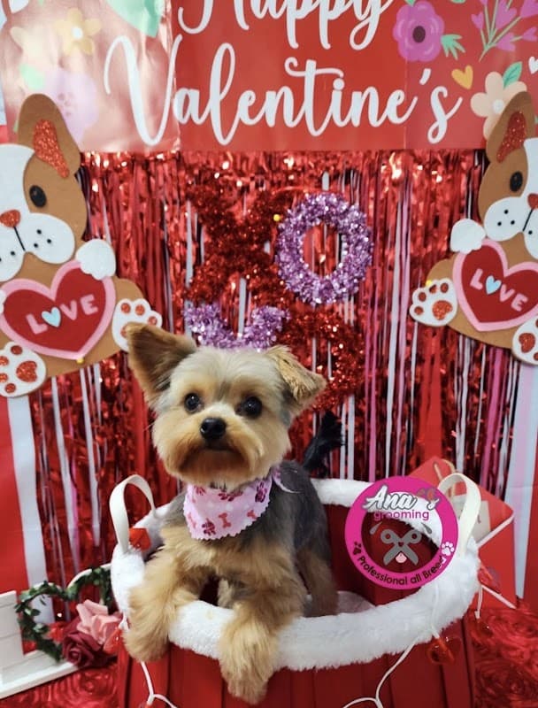 Ana's Grooming - General Pest Control in Pasadena