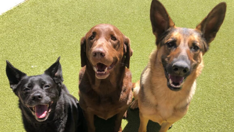 Lone Star Pet Lodges - General Pest Control in Missouri City