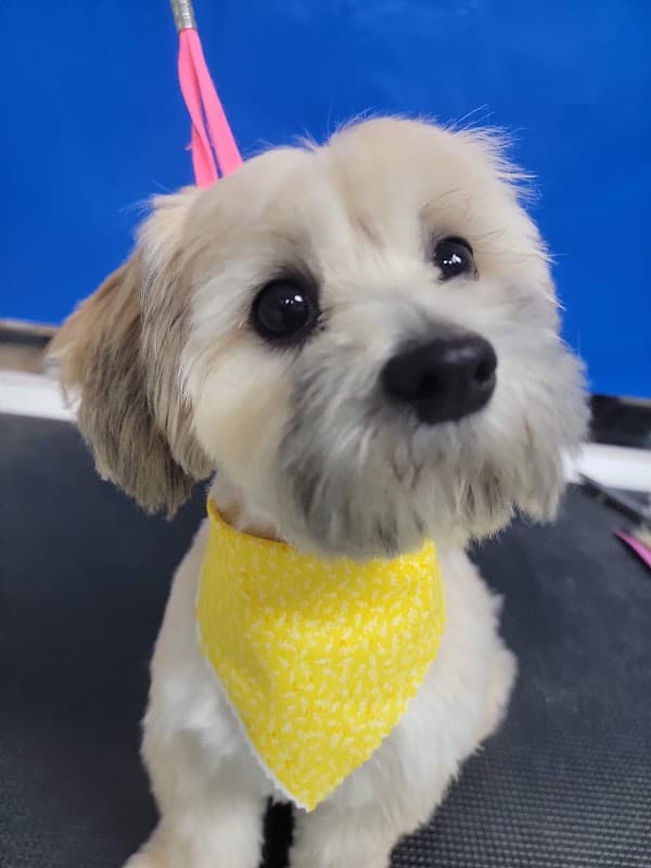 Pet Spa & Retreat - General Pest Control in Katy