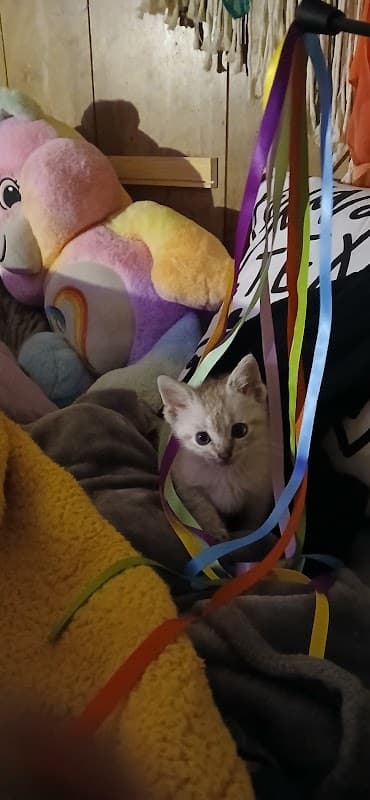 Pet Supplies Plus Harper's Preserve - General Pest Control in Conroe