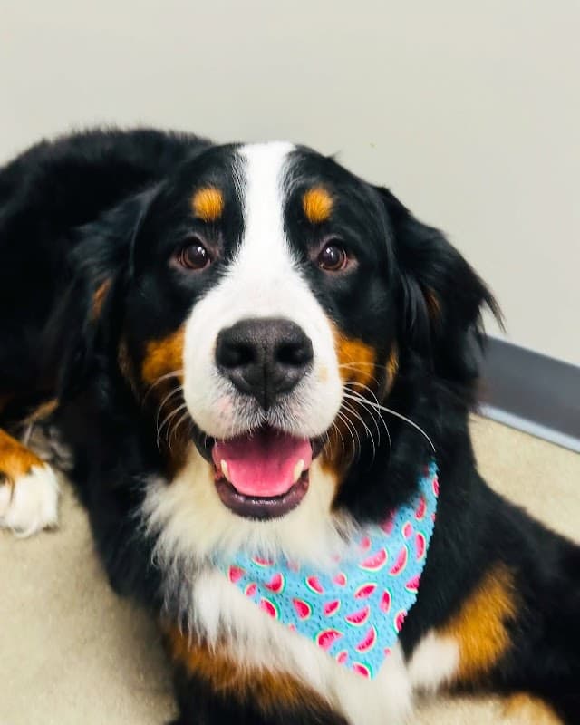 petbar Boutique Katy - General Pest Control in Katy