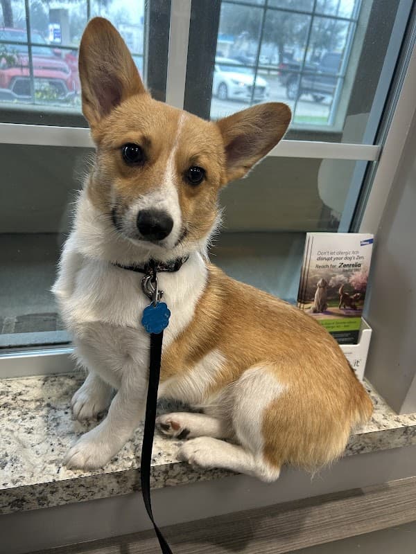 Red Bluff Animal Hospital - Wildlife Removal in Pasadena