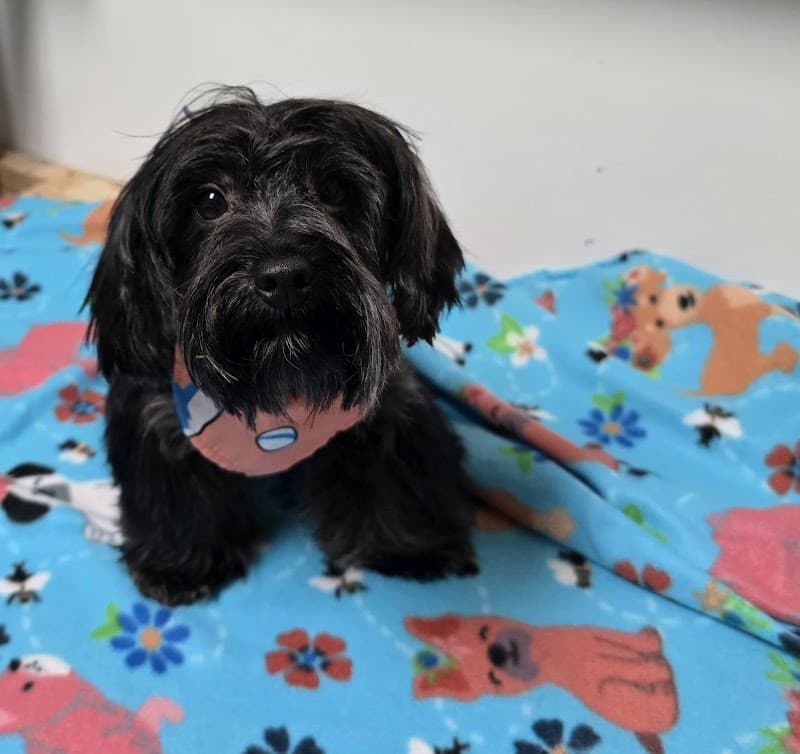 Waggy Tails - General Pest Control in Houston