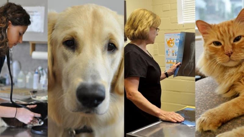 West Alabama Animal Clinic - Wildlife Removal in Houston