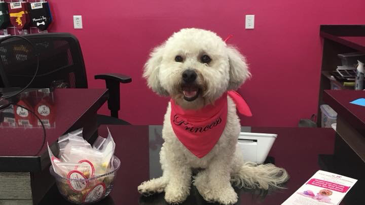 Woof Gang Bakery & Grooming West U - General Pest Control in Houston